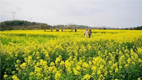 油菜花開(kāi)春意濃，田園風(fēng)光醉人心--火炬安泰組織婦女節(jié)戶(hù)外活動(dòng)